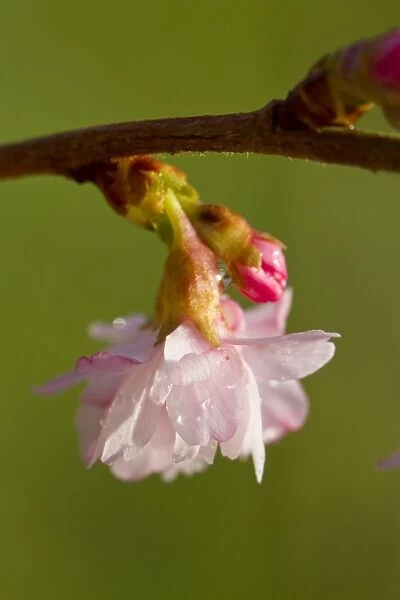 Rosebud Cherry (Prunus x subhirtella) Autumnalis Rosea, close-up of flowers, growing in garden, Powys, Wales, February