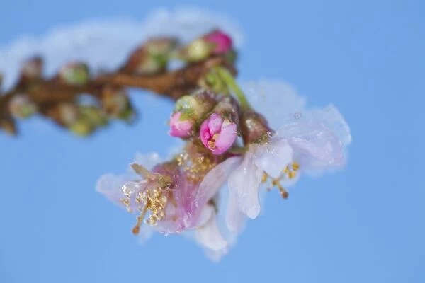 Rosebud Cherry (Prunus x subhirtella) Autumnalis Rosea, close-up of flowers with snow, growing in garden, Powys, Wales