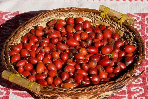 Rosehips, collected for drying for use in herbal tea and jams, in old Saxon village, Crit, Transylvania, Romania