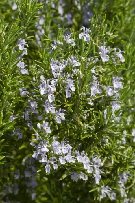 Framed Print : Rosemary (Rosmarinus officinalis) flowering, growing in herb garden, Dorset, England, april Framed Print : Rosemary (Rosmarinus officinalis) flowering, growing in herb garden, Dorset, England, april
