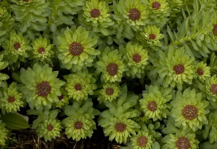 Framed Print : Roseroot (Rhodiola rosea) clump in bud, Julian Alps, Slovenia, june Framed Print : Roseroot (Rhodiola rosea) clump in bud, Julian Alps, Slovenia, june