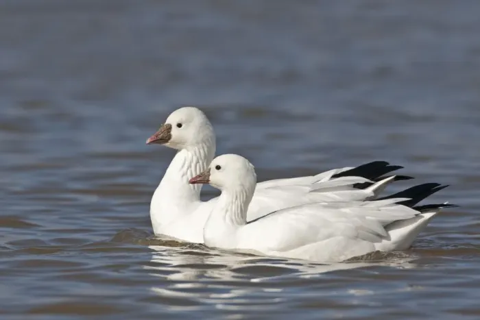 Framed Print : Ross's Goose (Anser rossii) adult pair, swimming, Bosque del Apache National Wildlife Refuge, New Mexico, U. S. A. december