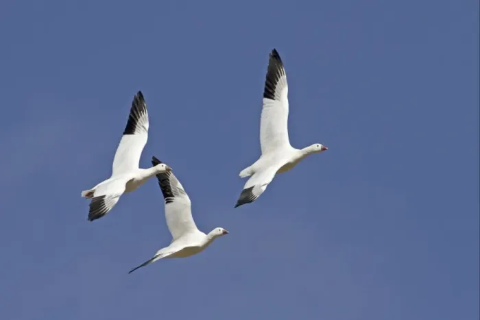 Framed Print : Ross's Goose (Anser rossii) three adults, in flight, Bosque del Apache National Wildlife Refuge, New Mexico, U. S. A. december Framed Print : Ross's Goose (Anser rossii) three adults, in flight, Bosque del Apache National Wildlife Refuge, New Mexico, U. S. A. december