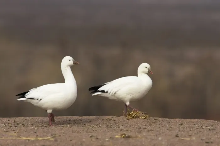 Framed Print : Ross's Goose (Anser rossii) two adults, walking at edge of field, Bosque del Apache National Wildlife Refuge, New Mexico, U. S. A