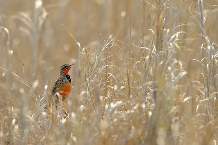 Framed Print : Rosy-breasted Longclaw (Macronyx ameliae) adult male, singing, perched in long grass, Kafue N. P. Zambia, September