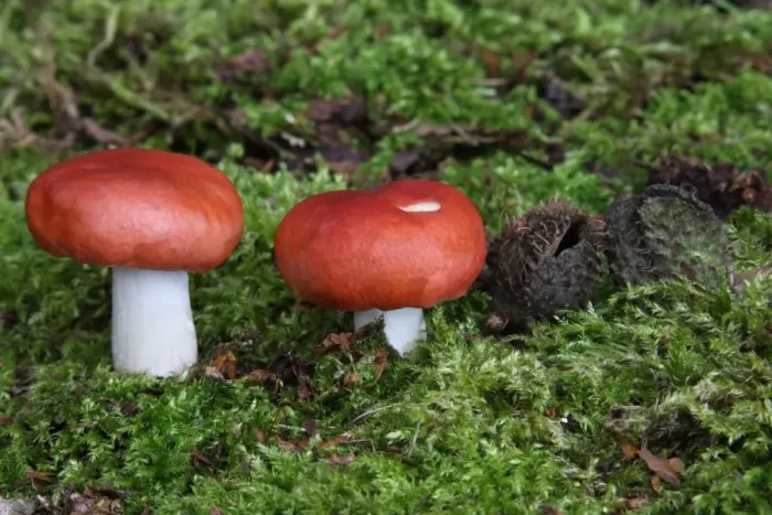 Framed Print : Rosy Brittlegill (Russula rosea) fruiting bodies, growing amongst moss on woodland floor, Leicestershire, England, september Framed Print : Rosy Brittlegill (Russula rosea) fruiting bodies, growing amongst moss on woodland floor, Leicestershire, England, september