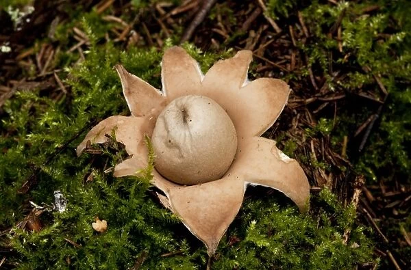 Rosy Earthstar (Geastrum rufescens) fruiting body, growing in deciduous woodland, Estonia, september