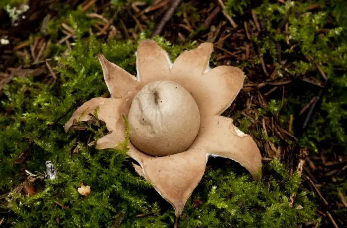 Framed Print : Rosy Earthstar (Geastrum rufescens) fruiting body, growing in deciduous woodland, Estonia, september Framed Print : Rosy Earthstar (Geastrum rufescens) fruiting body, growing in deciduous woodland, Estonia, september