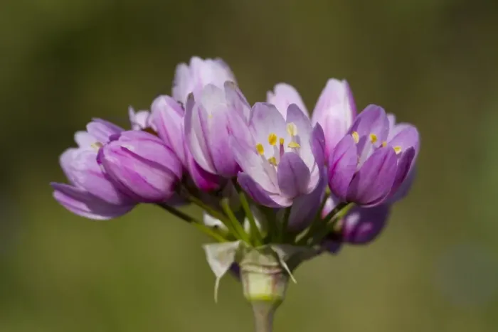 Framed Print : Rosy Garlic (Allium roseum) close-up of flowers, Montagne de la Clape, Aude, Languedoc-Roussillon, France, May
