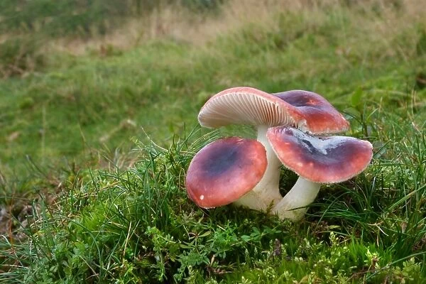 Rosy Russula (Russula lepida) fruiting bodies, growing amongst grass in woodland, Leicestershire, England, October