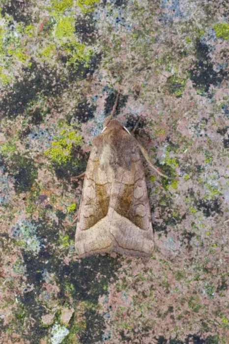 Framed Print : Rosy Rustic (Hydraecia micacea) adult, Essex, England Framed Print : Rosy Rustic (Hydraecia micacea) adult, Essex, England