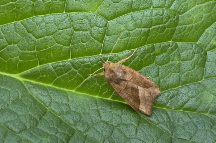 Framed Print : Rosy Rustic (Hydraecia micacea) adult, resting on leaf, Essex, England Framed Print : Rosy Rustic (Hydraecia micacea) adult, resting on leaf, Essex, England