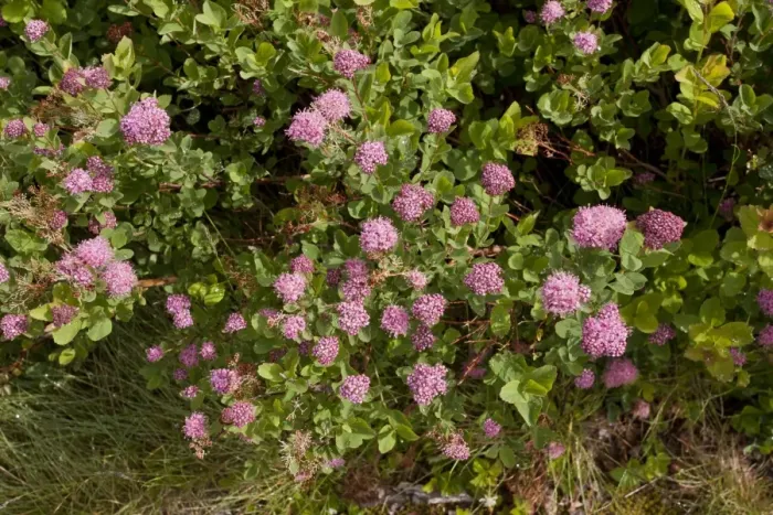 Framed Print : Rosy Spiraea (Spiraea splendens) flowering, Mount Rainier, Washington, U. S. A. july Framed Print : Rosy Spiraea (Spiraea splendens) flowering, Mount Rainier, Washington, U. S. A. july