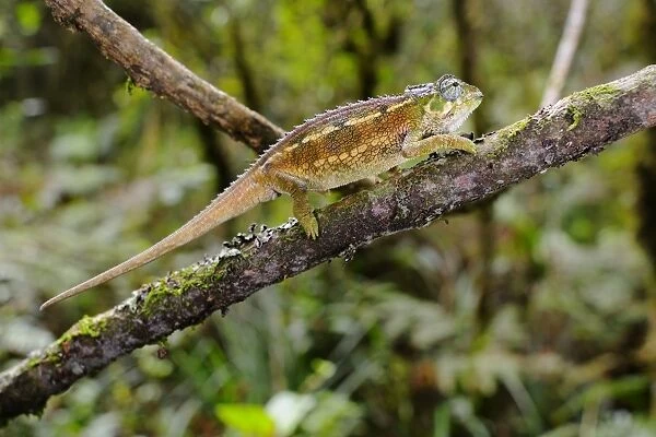 Rough Chameleon (Trioceros rudis) adult, walking along branch in montane rainforest, Nyungwe Forest N. P. Rwanda