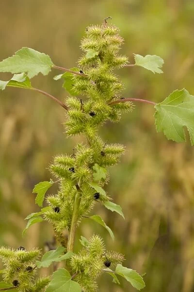 Rough Cocklebur (Xanthium strumarium) introduced weed species, with fruit, Romania, september