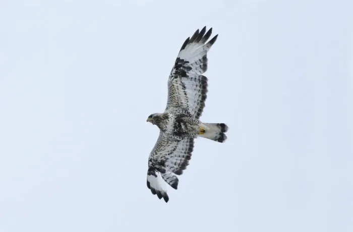 Framed Print : Rough-legged Buzzard (Buteo lagopus) adult, in flight, calling, Varanger, Norway, may Framed Print : Rough-legged Buzzard (Buteo lagopus) adult, in flight, calling, Varanger, Norway, may