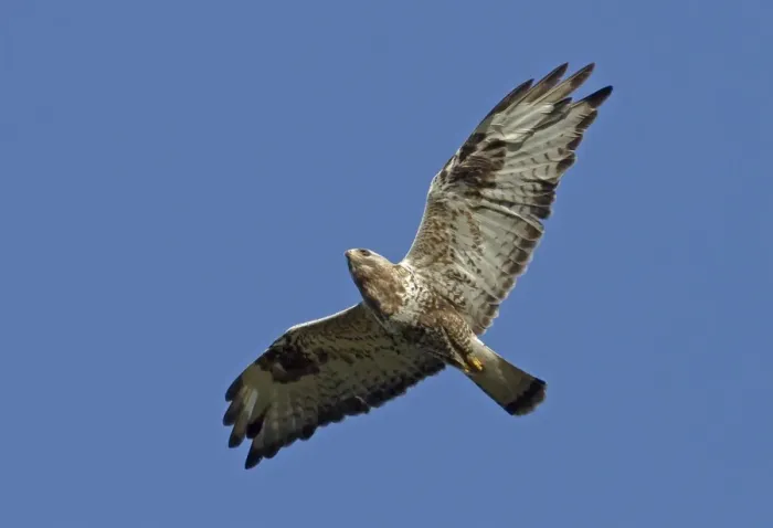 Framed Print : Rough-legged Buzzard (Buteo lagopus) adult male, in flight, Finland, june Framed Print : Rough-legged Buzzard (Buteo lagopus) adult male, in flight, Finland, june