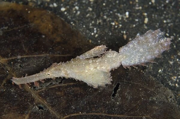 Roughsnout Ghostpipefish (Solenostomus paegnius) adult, swimming over black sand at night, Lembeh Straits, Sulawesi