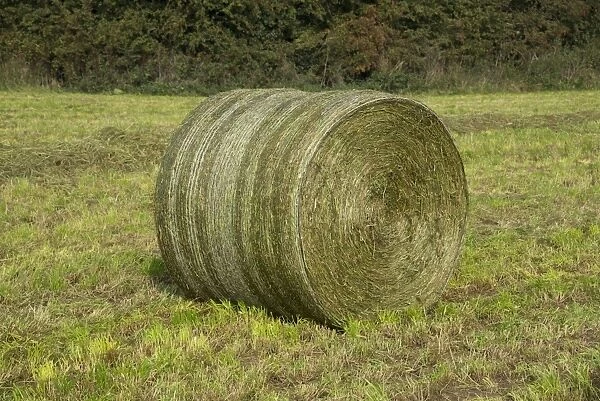 Round bale of silage in field, Cheshire, England, September