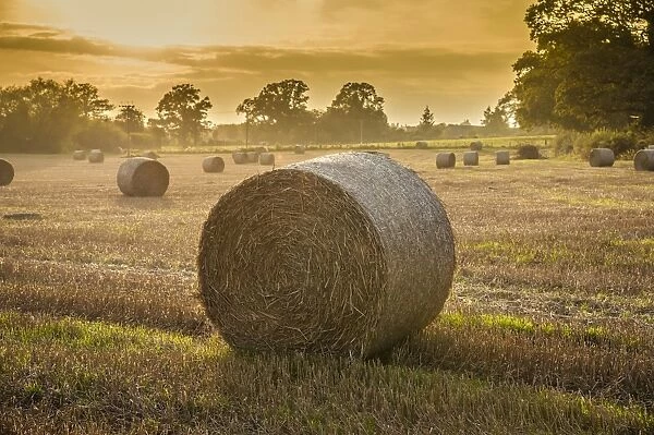 Round bales of wheat straw on stubble field in evening sunlight, near Leominster, Herefordshire, England, September