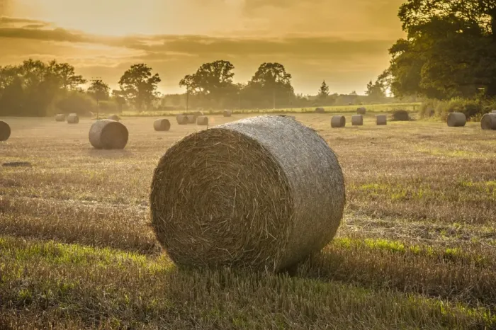 Framed Print : Round bales of wheat straw on stubble field in evening sunlight, near Leominster, Herefordshire, England, September Framed Print : Round bales of wheat straw on stubble field in evening sunlight, near Leominster, Herefordshire, England, September