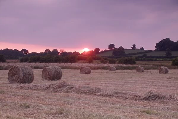 Round hay bales from harvested field of wild grasses at sunset, West Yorkshire, England, July