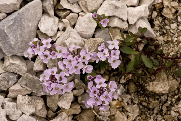 Framed Print : Round-leaved Penny-cress (Thlaspi rotundifolium ssp. rotundifolium) flowering, growing on limestone scree, Slovenia, june Framed Print : Round-leaved Penny-cress (Thlaspi rotundifolium ssp. rotundifolium) flowering, growing on limestone scree, Slovenia, june