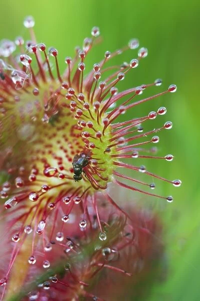 Round-leaved Sundew (Drosera rotundifolia) close-up of leaf with fly trapped in glandular hairs and sticky mucilage