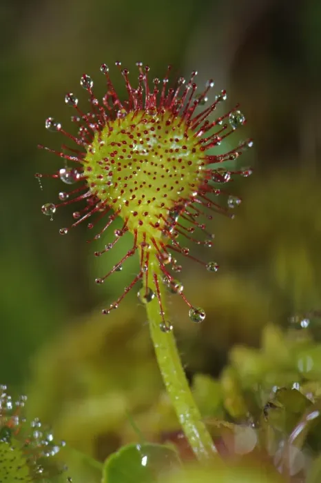 Framed Print : Round-leaved Sundew (Drosera rotundifolia) glandular hairs on leaf with sticky mucilage, Italy, june Framed Print : Round-leaved Sundew (Drosera rotundifolia) glandular hairs on leaf with sticky mucilage, Italy, june