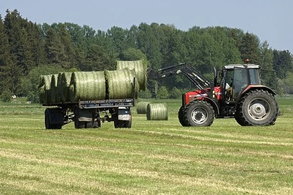 Round silage bales, loaded onto trailer by Massey Ferguson 6290 tractor with front loader, Sweden