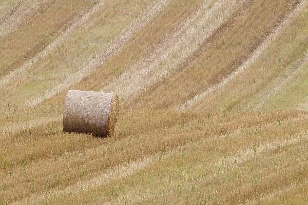 Round straw bale in stubble field, Berwickshire, Scottish Borders, Scotland, October
