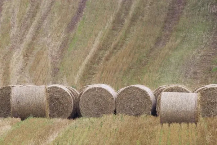 Framed Print : Round straw bales in stubble field, Berwickshire, Scottish Borders, Scotland, October