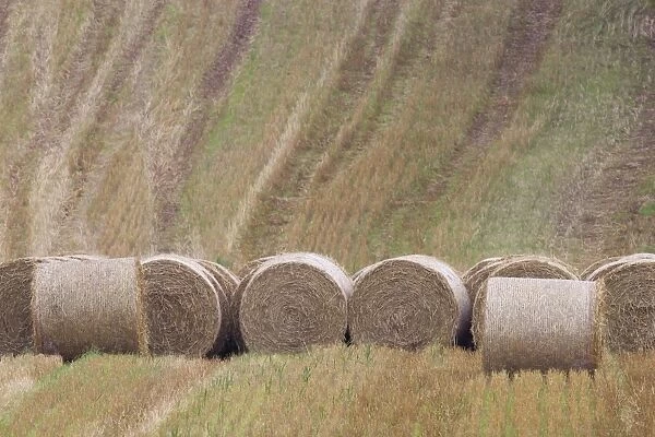 Round straw bales in stubble field, Berwickshire, Scottish Borders, Scotland, October