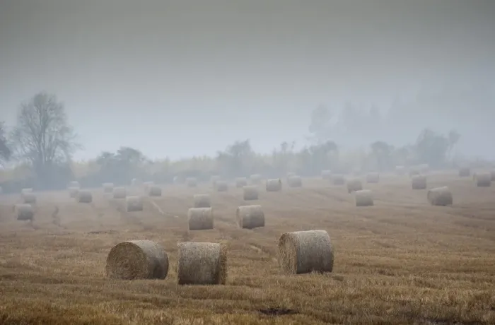 Framed Print : Round straw bales in stubble field during rainy and misty day, Perth, Perthshire, Scotland, november Framed Print : Round straw bales in stubble field during rainy and misty day, Perth, Perthshire, Scotland, november