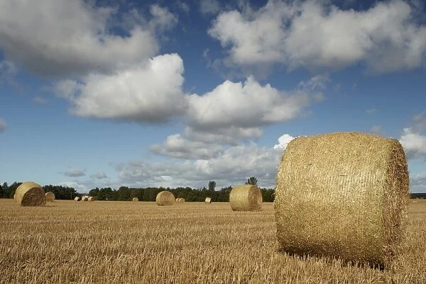 Round straw bales in stubble field, Shropshire, England, September