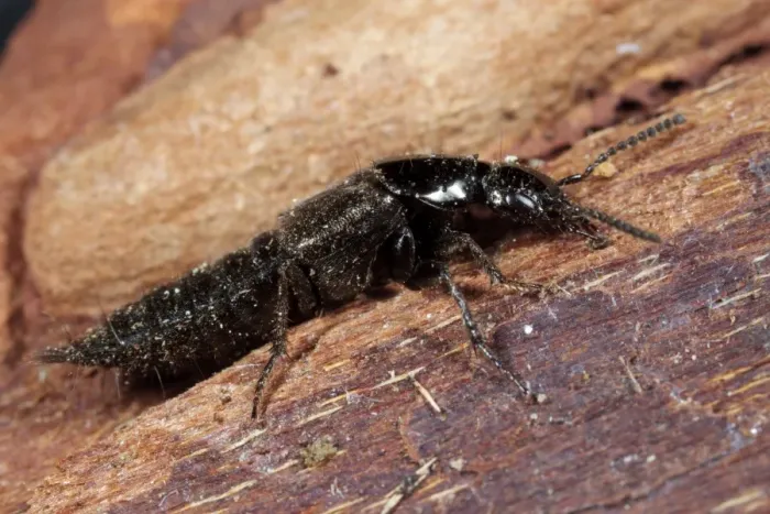 Framed Print : Rove Beetle (Philonthus decorus) adult, on bark, Powys, Wales, February Framed Print : Rove Beetle (Philonthus decorus) adult, on bark, Powys, Wales, February