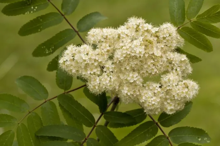 Framed Print : Rowan (Sorbus aucuparia) close-up of flowers, Dorset, England, May Framed Print : Rowan (Sorbus aucuparia) close-up of flowers, Dorset, England, May