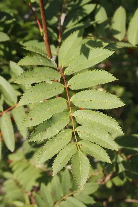 Framed Print : Rowan (Sorbus aucuparia) close-up of leaves, growing in woodland, Vicarage Plantation, Mendlesham, Suffolk, England