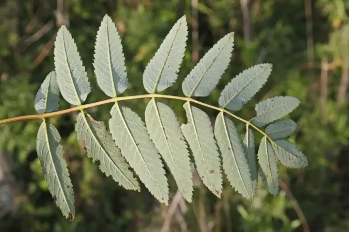 Framed Print : Rowan (Sorbus aucuparia) close-up of leaves underside, growing in woodland, Vicarage Plantation, Mendlesham, Suffolk Framed Print : Rowan (Sorbus aucuparia) close-up of leaves underside, growing in woodland, Vicarage Plantation, Mendlesham, Suffolk