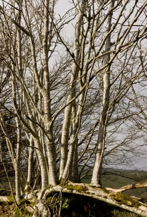 Framed Print : Rowan (Sorbus aucuparia) habit, growing up from laid hedge, Exmoor N. P. Somerset, England, march
