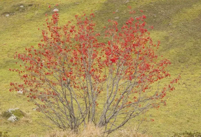 Framed Print : Rowan (Sorbus aucuparia) habit, in fruit, Swiss Alps, Switzerland, October Framed Print : Rowan (Sorbus aucuparia) habit, in fruit, Swiss Alps, Switzerland, October