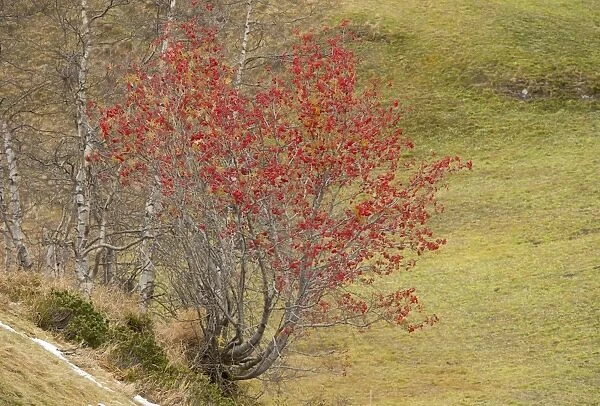 Rowan (Sorbus aucuparia) habit, in fruit, Swiss Alps, Switzerland, October