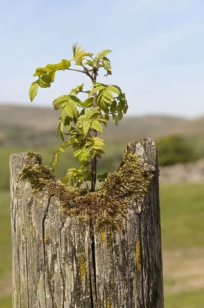 Rowan (Sorbus aucuparia) sapling, growing out of crack on fencepost, England, may