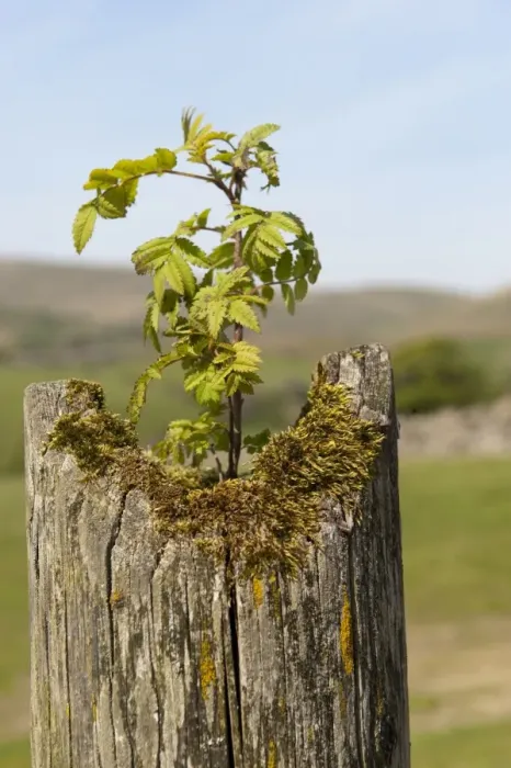 Framed Print : Rowan (Sorbus aucuparia) sapling, growing out of crack on fencepost, England, may Framed Print : Rowan (Sorbus aucuparia) sapling, growing out of crack on fencepost, England, may