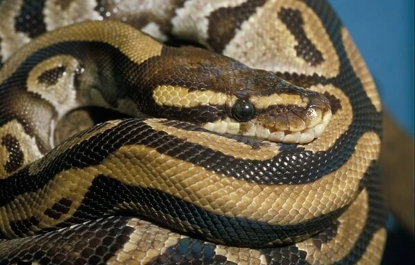 Royal Python (Python reglus)