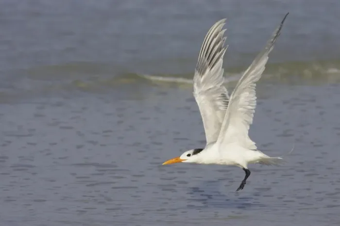 Framed Print : Royal Tern (Sterna maxima) adult, winter plumage, in flight, taking off from shore, Fort Myers Beach, Florida, U. S. A Framed Print : Royal Tern (Sterna maxima) adult, winter plumage, in flight, taking off from shore, Fort Myers Beach, Florida, U. S. A