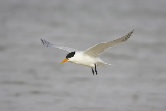 Framed Print : Royal Tern (Sterna maxima) adult, breeding plumage, in flight, Fort de Soto, Florida, U. S. A Framed Print : Royal Tern (Sterna maxima) adult, breeding plumage, in flight, Fort de Soto, Florida, U. S. A