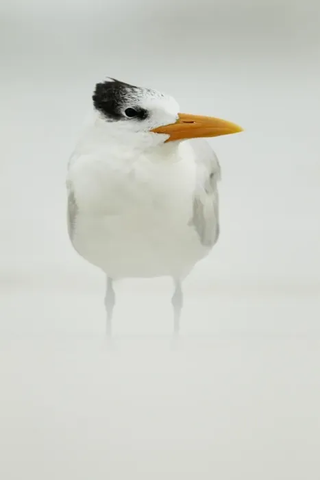 Framed Print : Royal Tern (Sterna maxima) adult, winter plumage, standing in windblown sand on beach, Florida, U. S. A. february Framed Print : Royal Tern (Sterna maxima) adult, winter plumage, standing in windblown sand on beach, Florida, U. S. A. february