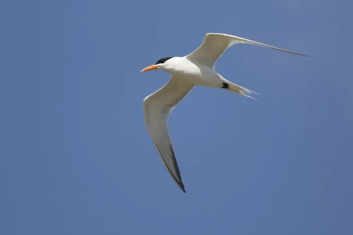 Framed Print : Royal Tern (Sterna maxima) adult, breeding plumage, in flight, at coast, Texas, U. S. A. april Framed Print : Royal Tern (Sterna maxima) adult, breeding plumage, in flight, at coast, Texas, U. S. A. april