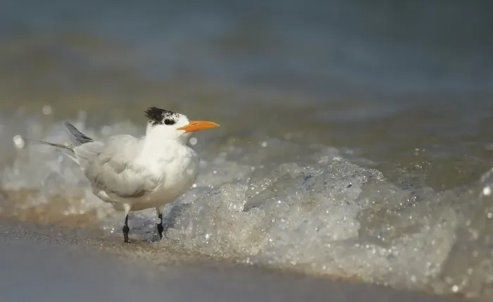 Framed Print : Royal Tern (Sterna maxima) adult, non-breeding plumage, standing in breaking surf on beach, Fort Lauderdale, Florida